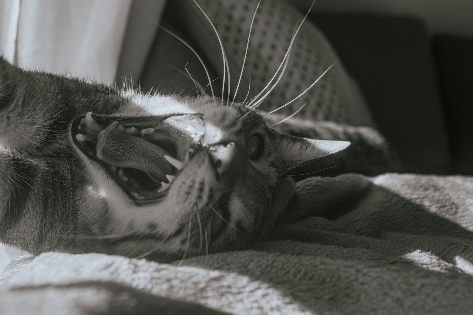 Featured image for “Mandra”