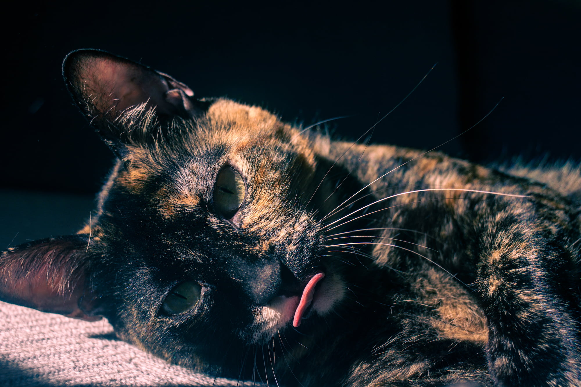 Featured image for “Srta. Pinya”